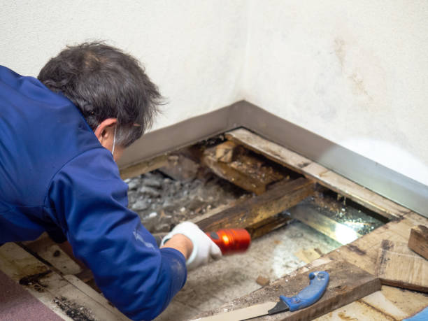 Best Localized Mold Remediation (e.g., coastal areas, humid climates) in Quincy, MI
