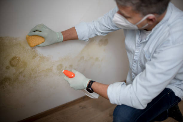 Best Mold Testing and Inspection Services in Quincy, MI