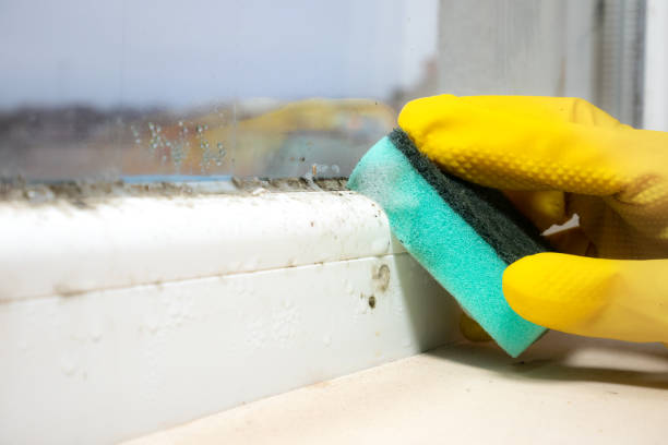Best Insurance-Related Mold Remediation in Quincy, MI