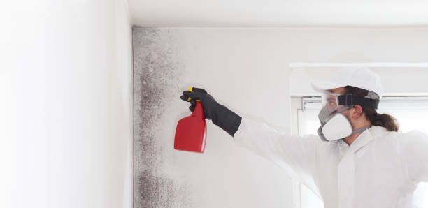 Best Emergency Mold Remediation in Quincy, MI