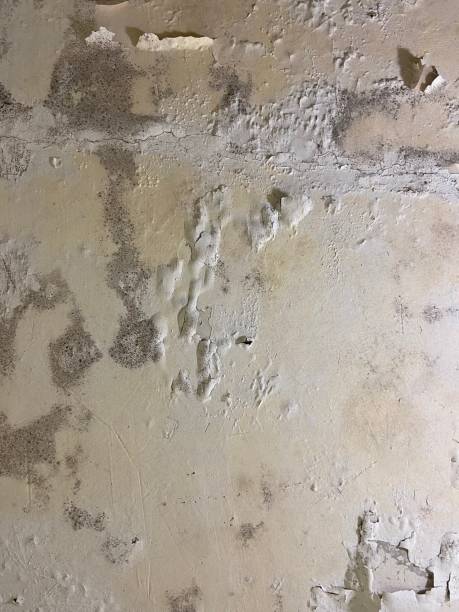 Best Black Mold Remediation in Quincy, MI