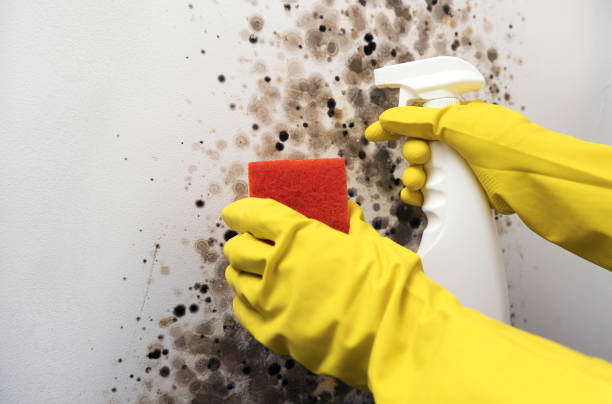 Best Commercial Mold Remediation in Quincy, MI