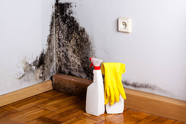 Best HVAC Mold Remediation in Quincy, MI