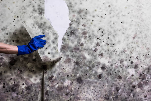 Best Residential Mold Remediation in Quincy, MI