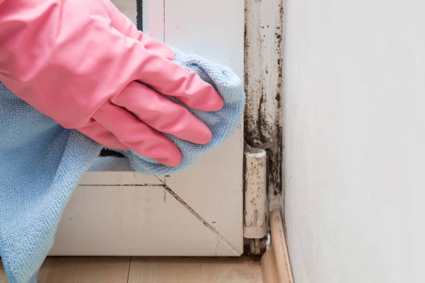 Best Mold Remediation for Schools in Quincy, MI