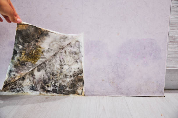 Best Commercial Mold Remediation in Quincy, MI